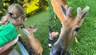 A Wild Buck Named Benny Has Befriended an Ohio Family, Eating From Their Hands and Playing With the Kids