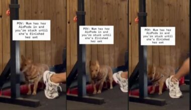 Dog’s Awkward Wait for Mom to Finish Exercising Feels Like Every Shy Gym-Goer