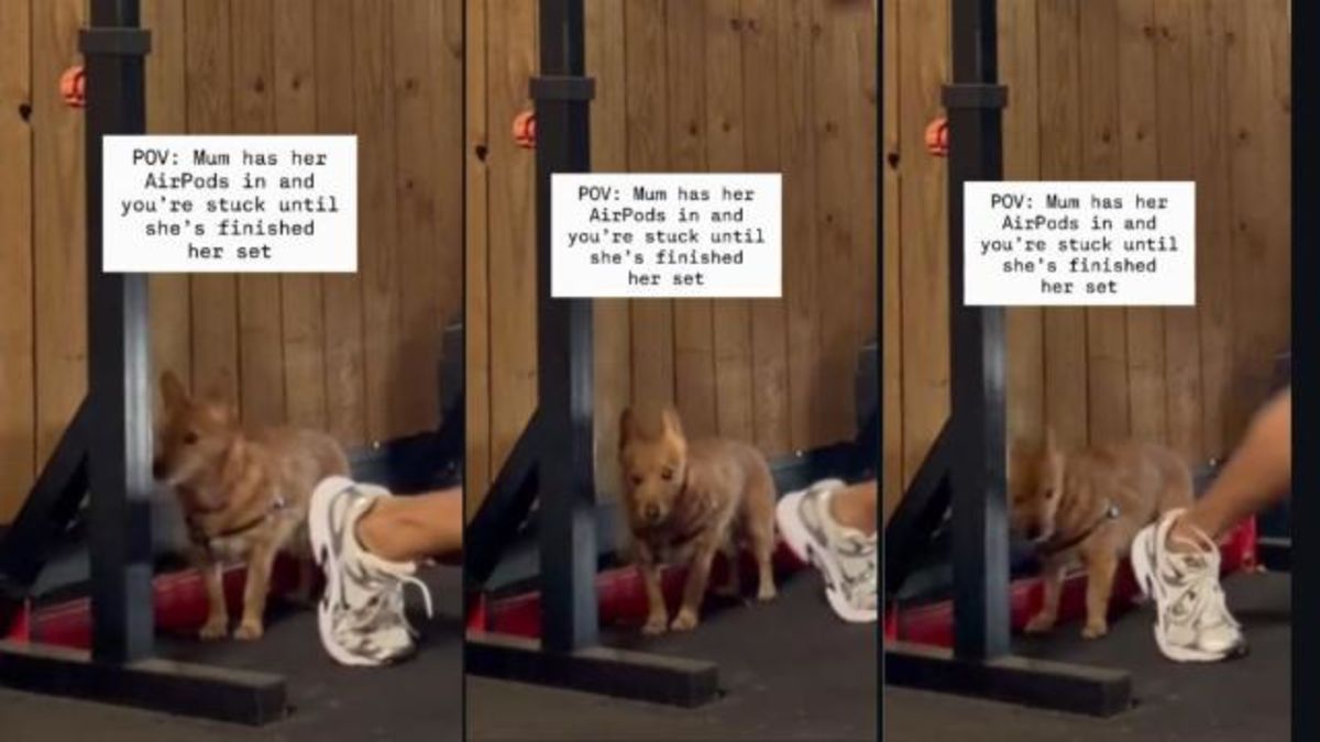 Dog’s Awkward Wait for Mom to Finish Exercising Feels Like Every Shy Gym-Goer
