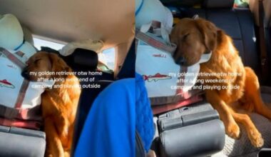 Golden Retriever Is Out Cold in the Backseat of Mom’s Car on the Way Home From Camping Trip