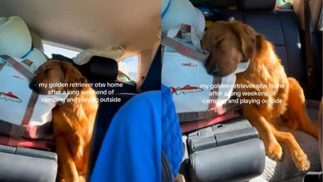 Golden Retriever Is Out Cold in the Backseat of Mom’s Car on the Way Home From Camping Trip