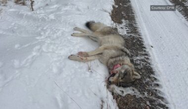 Colorado man finished breakfast before checking what he'd shot. It was a protected wolf