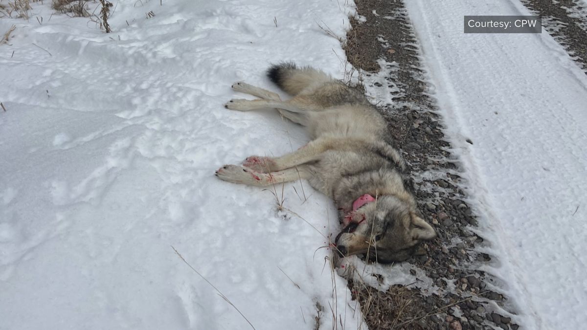 Colorado man finished breakfast before checking what he'd shot. It was a protected wolf