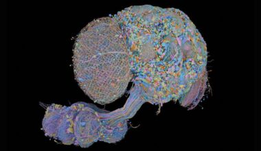 New map of a male fly central nervous system includes all 166,000 neurons — and enables direct comparisons to female fly brain