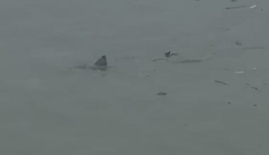 Shark Spotted Swimming Through Flooded Town as Powerful Nor’easter Storm Pummels East Coast