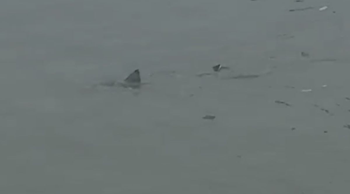 Shark Spotted Swimming Through Flooded Town as Powerful Nor’easter Storm Pummels East Coast