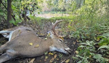 EHD outbreak in deer likely has expanded to six Wisconsin counties