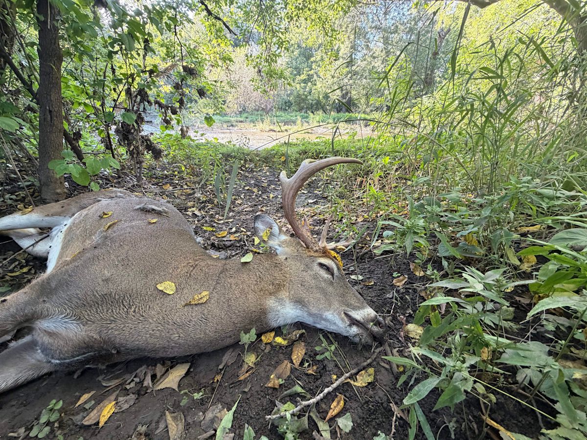 EHD outbreak in deer likely has expanded to six Wisconsin counties