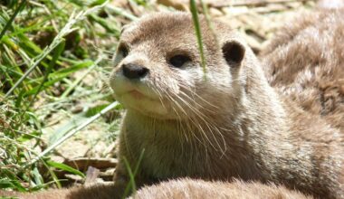 Otters Playing in a Ball Pit Might Be the Cutest Video on the Internet