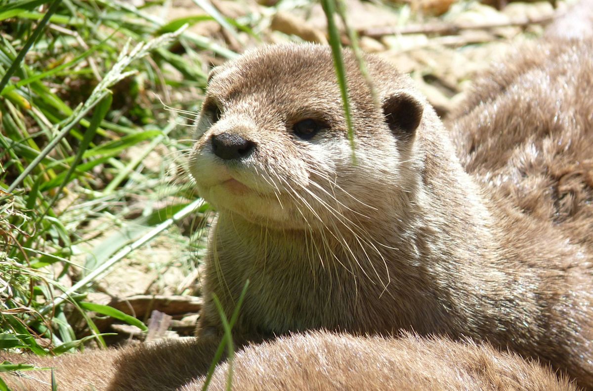 Otters Playing in a Ball Pit Might Be the Cutest Video on the Internet