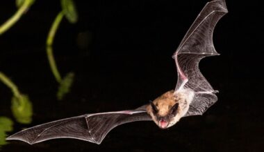 Health Officials Seeking Woman Who Was Seen Touching a Rabid Bat, Trying to Put It in Her Bag