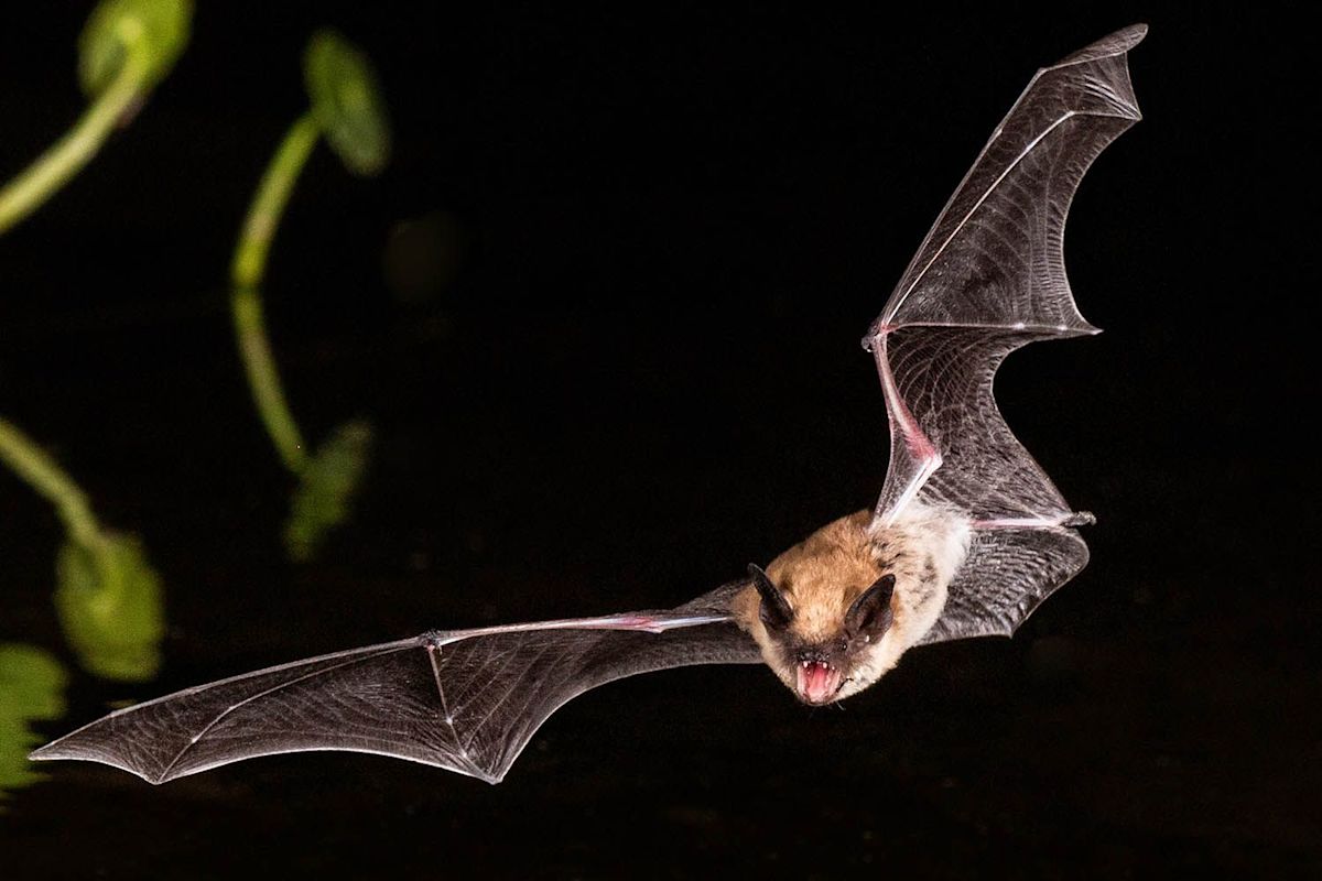 Health Officials Seeking Woman Who Was Seen Touching a Rabid Bat, Trying to Put It in Her Bag
