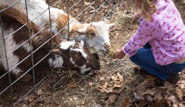 3-Year-Old Girl Dies After Contracting E. Coli at Petting Zoo: ‘We’ve Been Living a Nightmare’