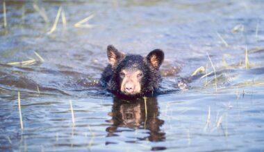 Exhausted Bear Cub Struggled To Keep His Head Above Water in a Deep Lake Until a Kind Family Stepped In