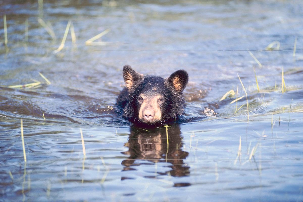 Exhausted Bear Cub Struggled To Keep His Head Above Water in a Deep Lake Until a Kind Family Stepped In