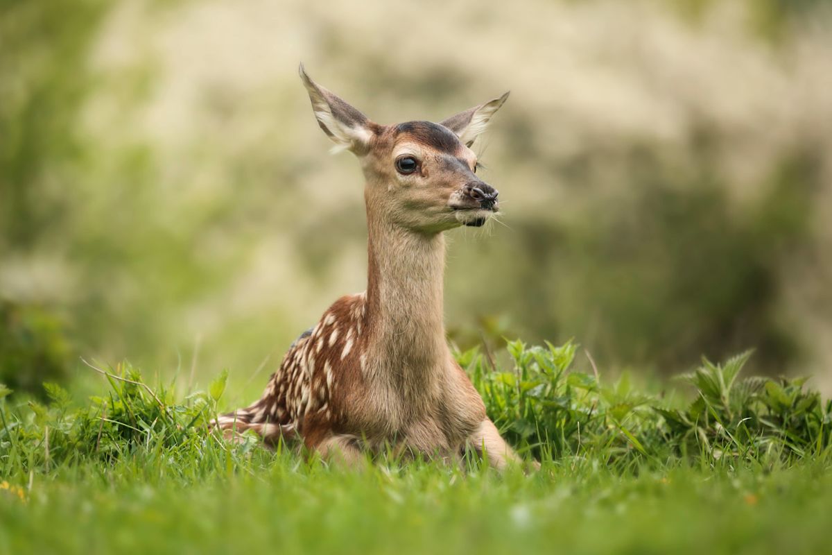 Watch This Adorable Baby Deer Play With a Squeaky Toy and Steal Hearts Online