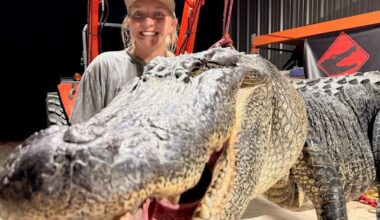 Mississippi hunter drew a coveted gator tag, then landed a 770-pound alligator
