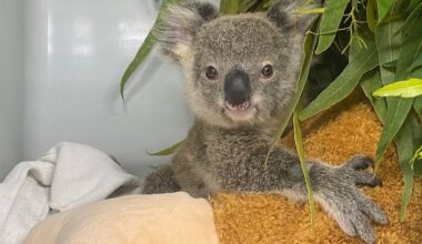 Orphaned koala joey in Australia finds comfort in a plush drumstick before koala kindergarten