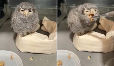 Colorado firefighter rescues palm-sized baby owl from 100,000-acre wildfire