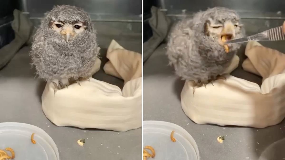 Colorado firefighter rescues palm-sized baby owl from 100,000-acre wildfire