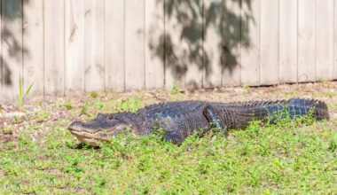 'This is a job for a trapper': Florida deputies thought backyard gator was 4 feet, turns out twice as big