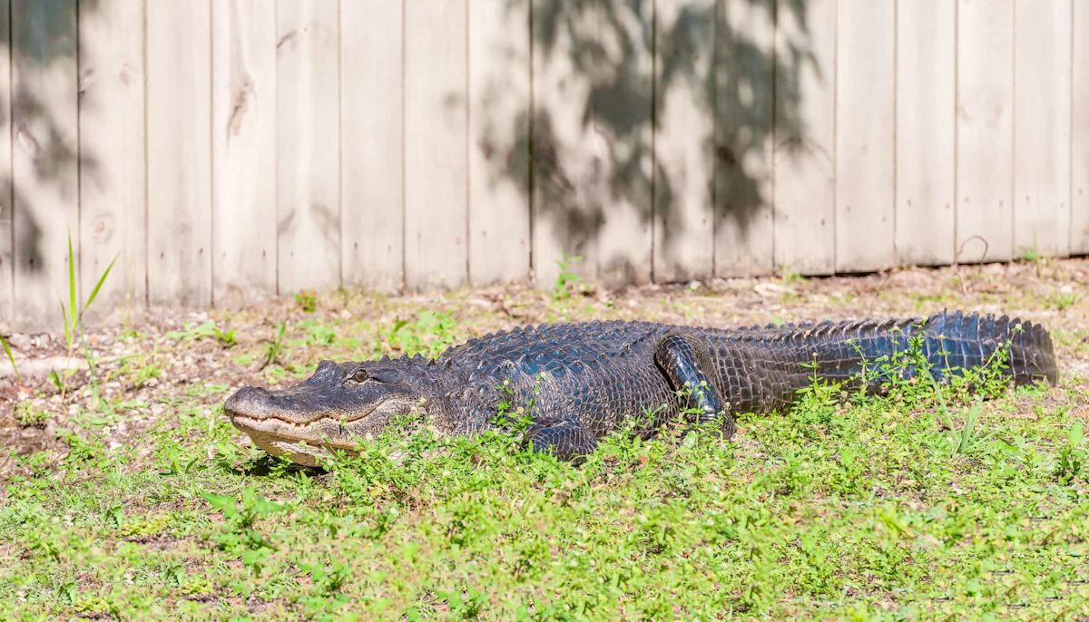 'This is a job for a trapper': Florida deputies thought backyard gator was 4 feet, turns out twice as big