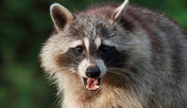Texas police urge families to avoid wildlife after rabid raccoon turns up near homes