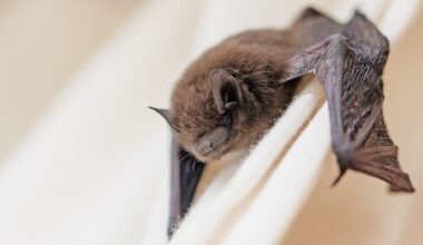 Virginia doctor wakes with bat pushing into her mouth: 'I thought I was still dreaming'