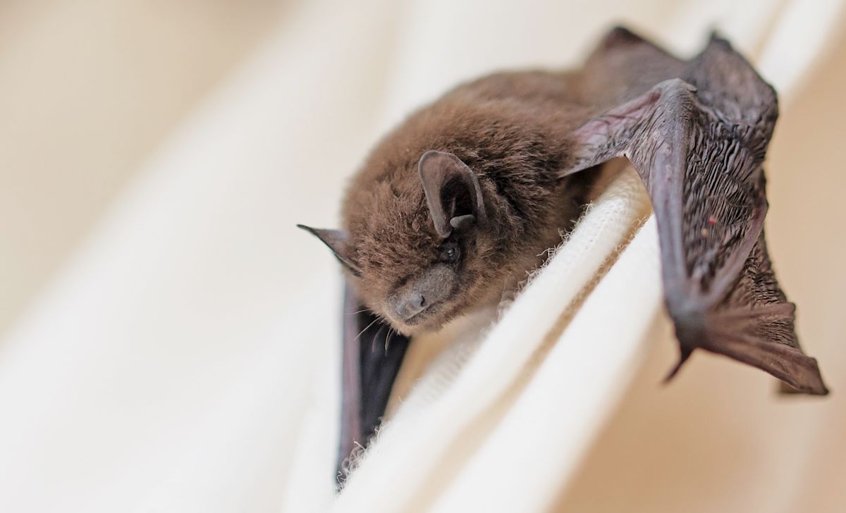 Virginia doctor wakes with bat pushing into her mouth: 'I thought I was still dreaming'