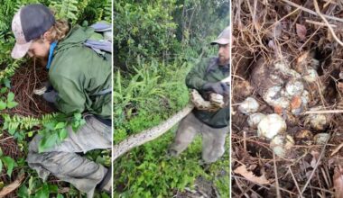 Florida footage shows invasive female python on huge pile of eggs