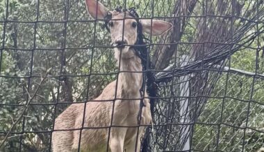 Driver spots deer choking in backyard soccer net, frees it bare-handed as no help comes