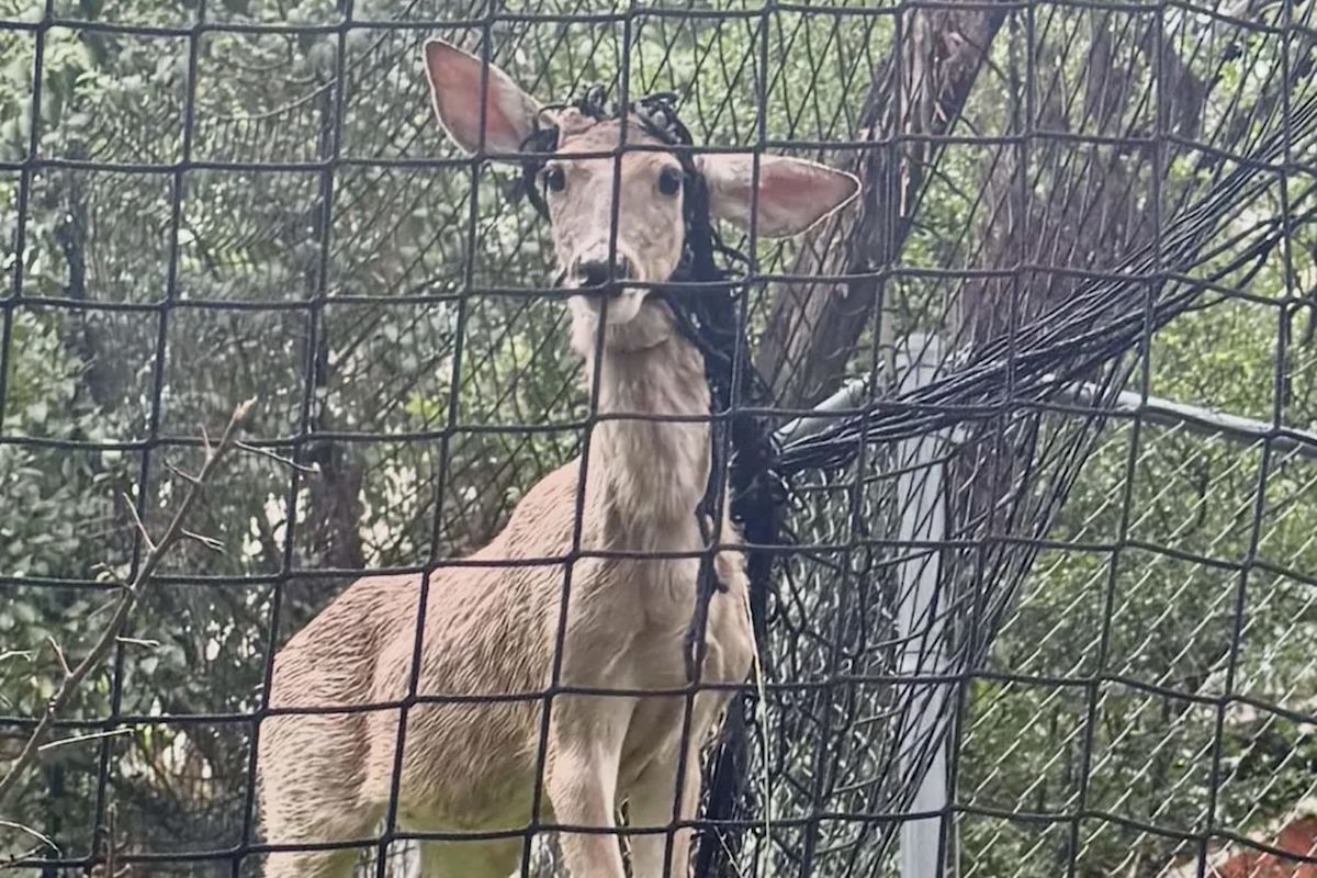 Driver spots deer choking in backyard soccer net, frees it bare-handed as no help comes