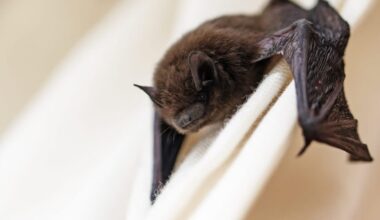 Bat tests positive for rabies in DeWitt Co.