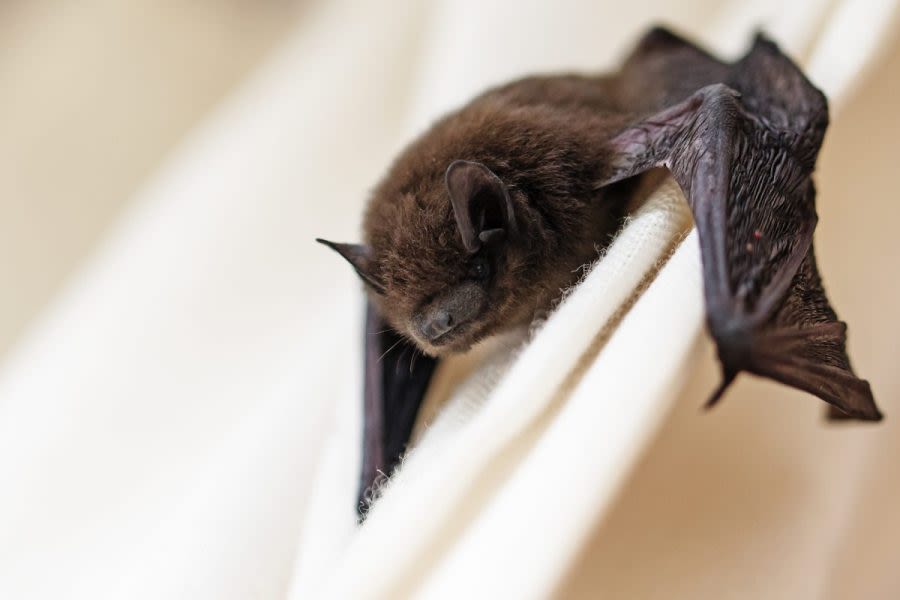 Bat tests positive for rabies in DeWitt Co.