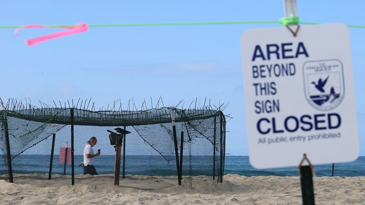 A sea turtle lays and buries eggs on a beach in Huntington Beach, Calif.