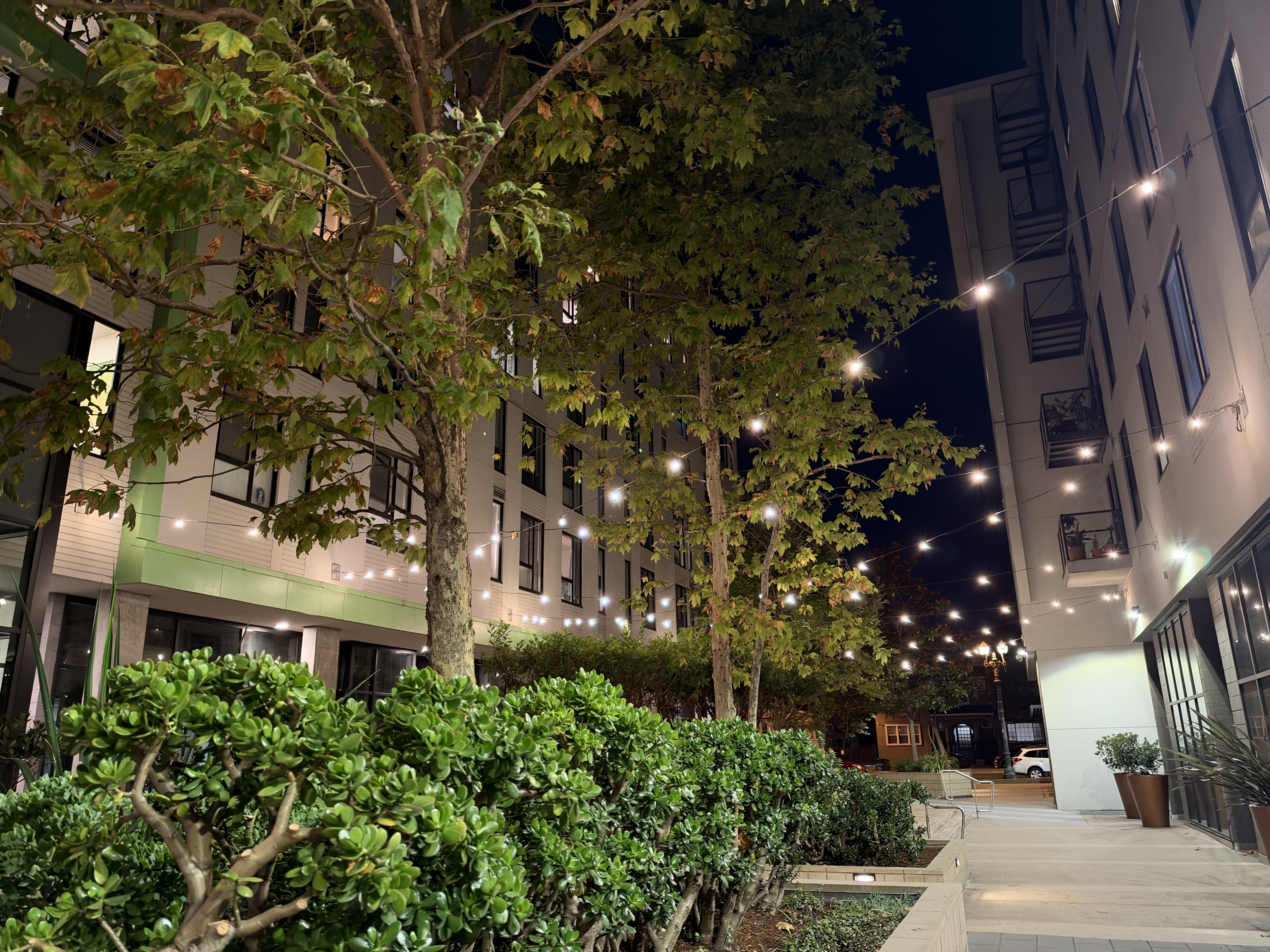 String lights in between trees and buildings