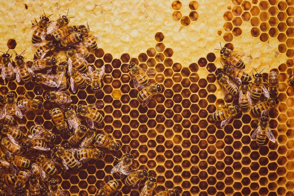 Does looking at a sponge or honeycomb make you uncomfortable? There’s a name for that