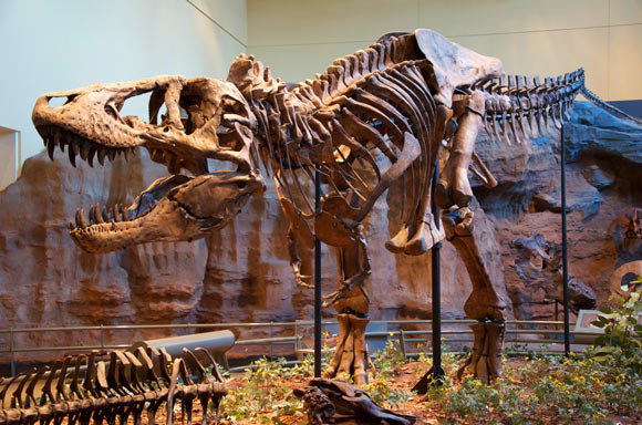 Tyrannosaurus rex holotype specimen at the Carnegie Museum of Natural History, Pittsburgh, the United States. Image credit: Scott Robert Anselmo / CC BY-SA 3.0.