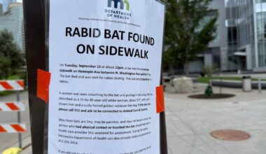 Health officials seek woman seen handling rabid bat in downtown Minneapolis on Tuesday