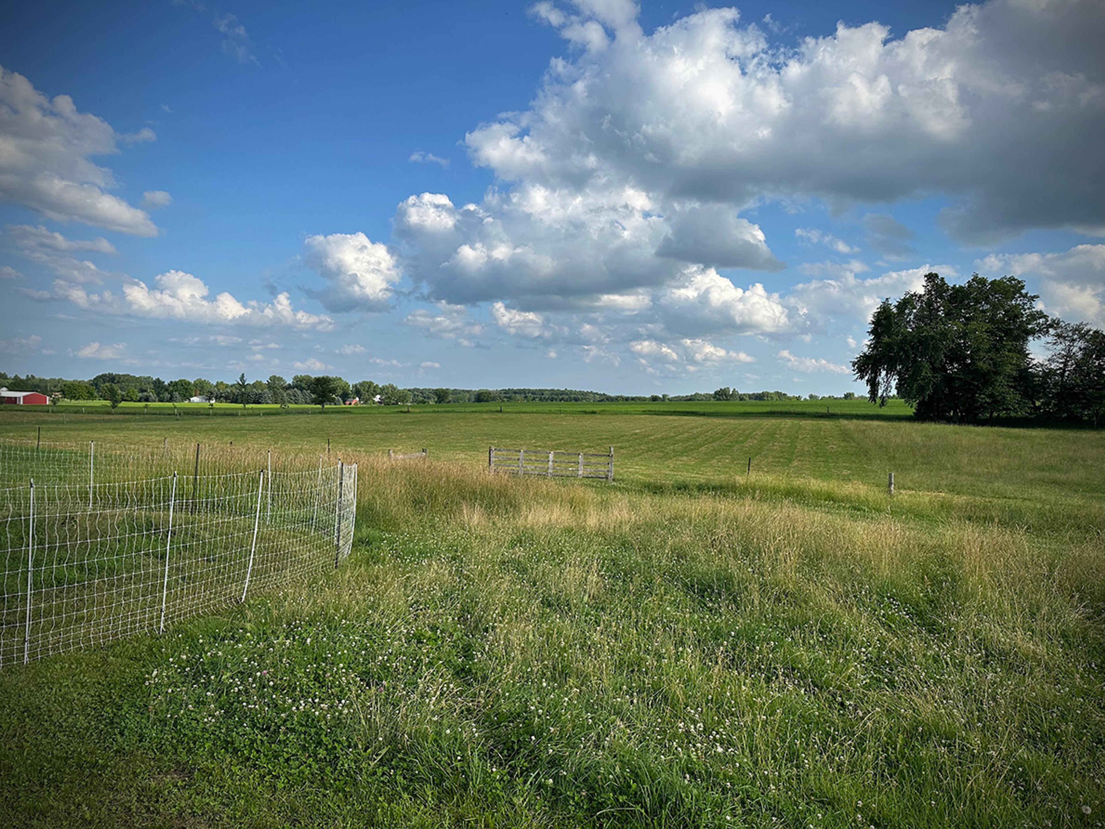A green field with a fence under a blue sky with fluffy clouds and trees in the distance.