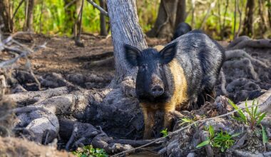 The State Parks Where Wild Hogs Have Taken Over The Trails