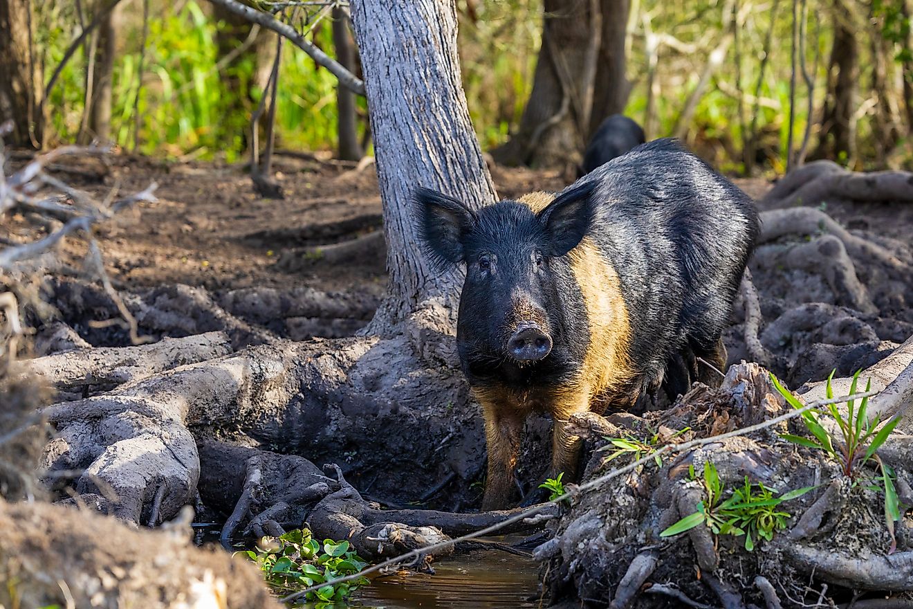 The State Parks Where Wild Hogs Have Taken Over The Trails