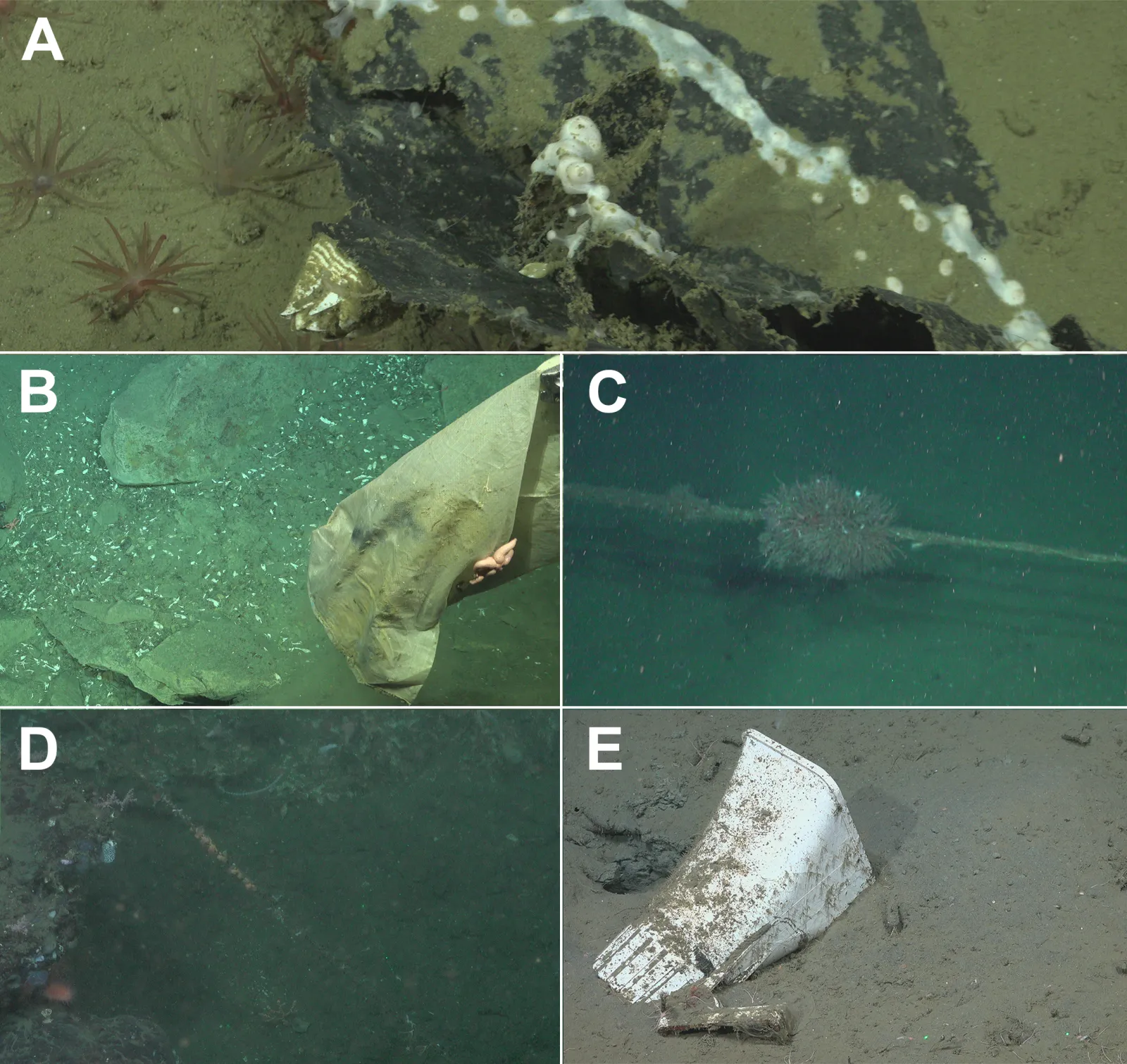 Faunal interactions with anthropogenic litter in the Mar del Plata Submarine Canyon.