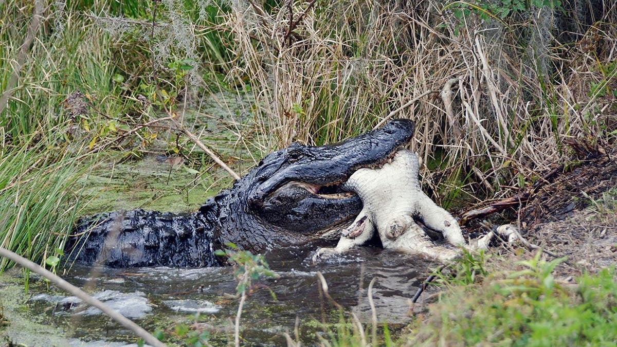 A large alligator eats another alligator in Florida.