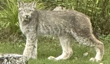Lynx caught on camera in northern Minnesota