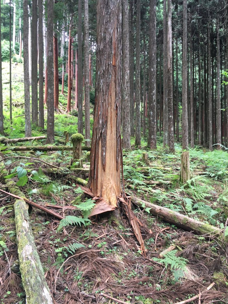 A kumahagi-damaged tree.