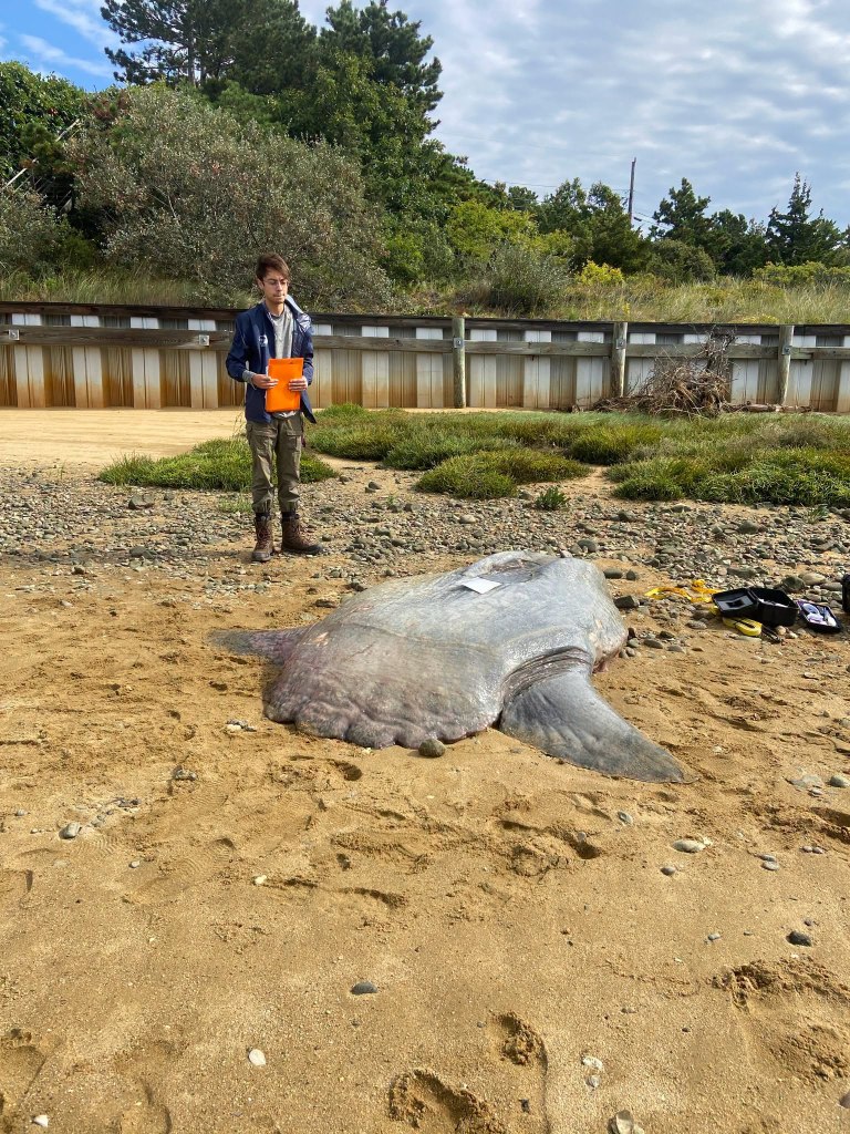 A dead 900-pound ocean sunfish on a Cape Cod beach next to a person holding an orange folder.