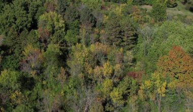 Minnesota DNR urges residents to water trees during continued drought
