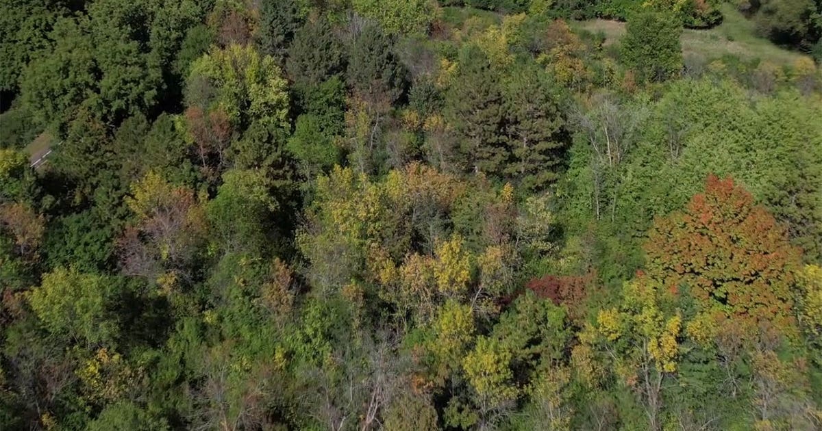 Minnesota DNR urges residents to water trees during continued drought