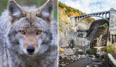 Woman bitten by possibly rabid coyote on Westchester hiking trail